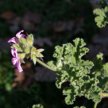 Tuoksupelargoni Endsleigh