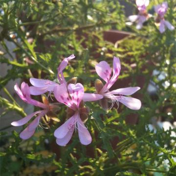 Tuoksupelargoni Filicifolium