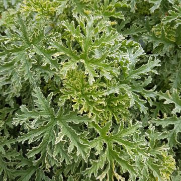 Tuoksupelargoni Lady Plymouth