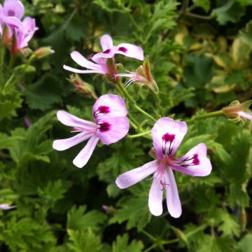 Tuoksupelargoni Lemon fancy