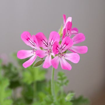 Tuoksupelargoni Pink Capricorn