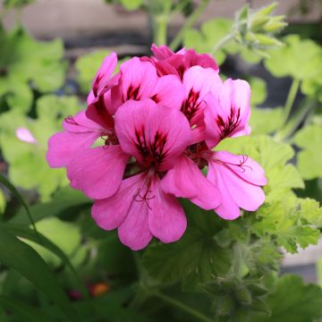 Tuoksupelargoni Purple Unique