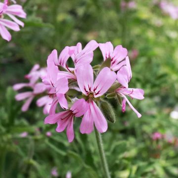 Tuoksupelargoni Robert's Lemon Rose