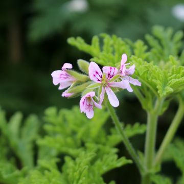 Tuoksupelargoni White Graveolens