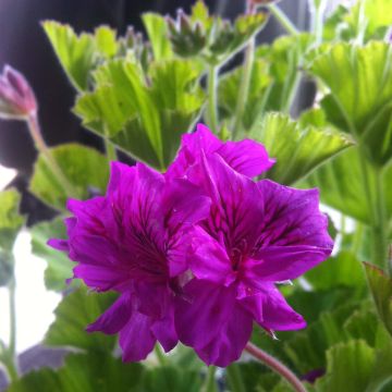 Tuoksupelargoni - Pelargonium cucullatum