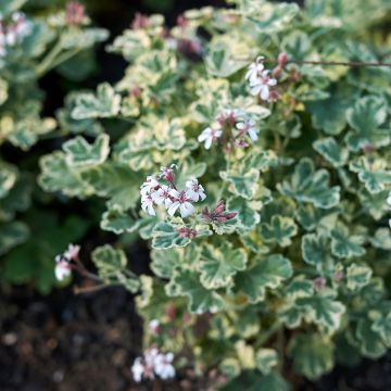 Tuoksupelargoni Variegatum