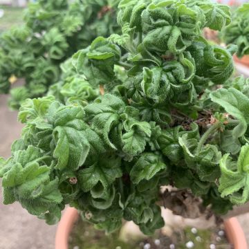 Tuoksupelargoni Bontrosaï