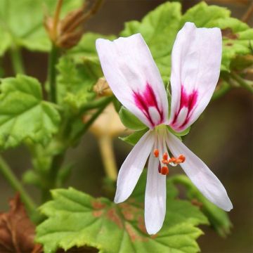 Tuoksupelargoni - Pelargonium greytonense