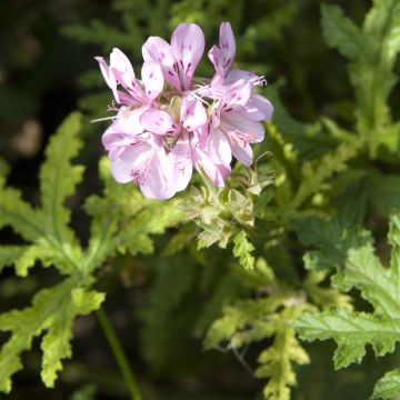 Tuoksupelargoni - Pelargonium pseudoglutinosum
