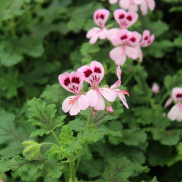 Tuoksupelargoni - Pelargonium quercifolium