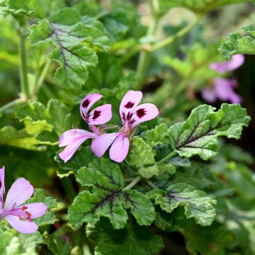 Tuoksupelargoni Royal Oak
