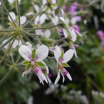 Tuoksupelargoni - Pelargonium tomentosum