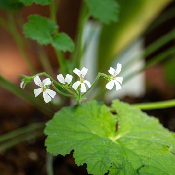 Omenapelargoni - Pelargonium odoratissimum