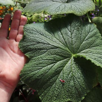 Pelargoni - Pelargonium papilionaceum