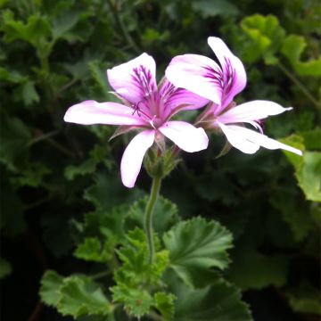 Sitruunapelargoni Prince Rupert