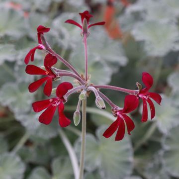 Pelargoni - Pelargonium reniforme x sidoides