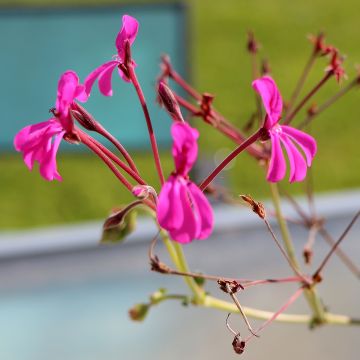 Pelargoni - Pelargonium reniforme