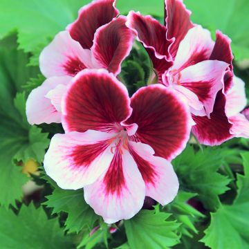 Enkelipelargoni Angeleyes Burgundy