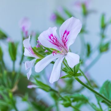 Sitruunapelargoni - Pelargonium x citriodorum