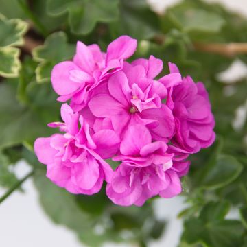 Riippapelargoni Amelit