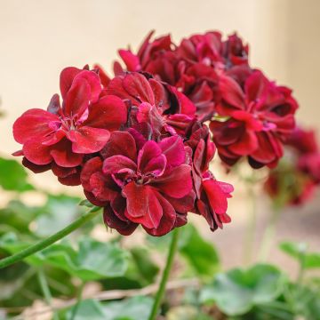 Riippapelargoni Double Royal Brillant Red