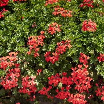 Riippapelargoni Royal Single Orange