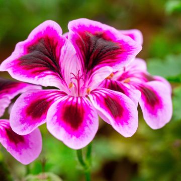 Enkelipelargoni Angel Eyes Blueberry