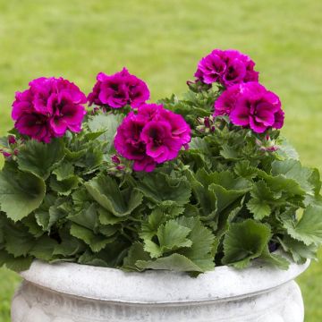 Enkelipelargoni Burghi