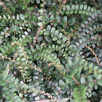 Nappipellea - Pellaea rotundifolia