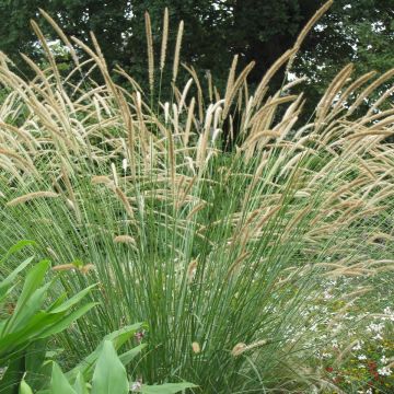 Sulkahirssi - Pennisetum macrourum