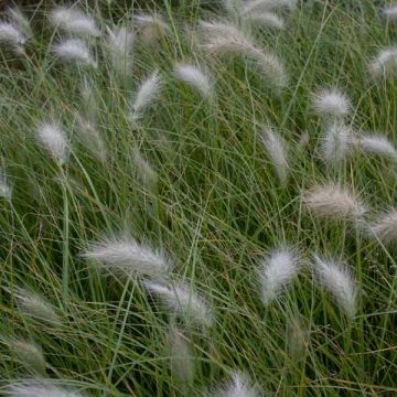 Untuvasulkahirssi - Pennisetum villosum