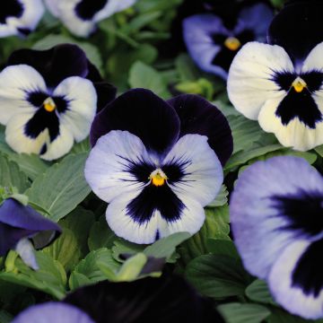 Tarhaorvokki BIG VIOLET WHITE