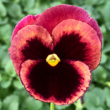 Tarhaorvokki F1 Carrera Rose à Macule