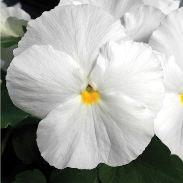 Tarhaorvokki F1 Carrera White