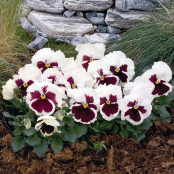 Tarhaorvokki F1 Carrera Rose Blotch