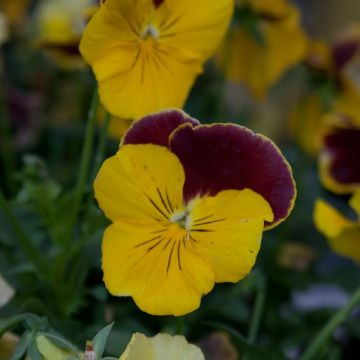 Tarhaorvokki Prim up Red Yellow