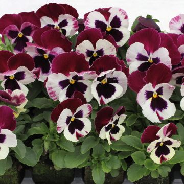 Tarhaorvokki Matrix F1 Cassis