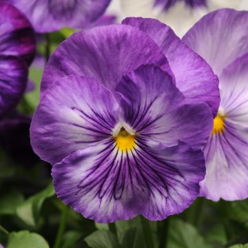 Tarhaorvokki Matrix F1 Lavender Shades