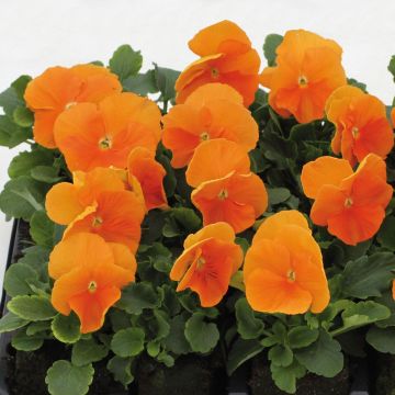 Tarhaorvokki Matrix F1 Orange Deep