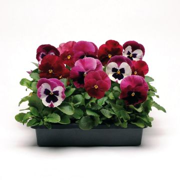 Orvokki 'Matrix Ruby Mix' -kokoelma, 5 minipaakkutainta