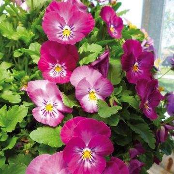 Tarhaorvokki Ultima Radiance F1 Pink