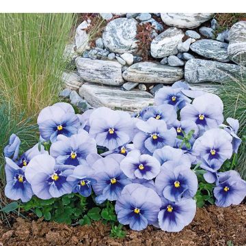 Tarhaorvokki inspire Metallic Blue Blotch