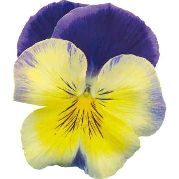 Tarhaorvokki Prim up Blue Yellow Splash