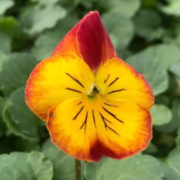 Tarhaorvokki Ultima Radiance F1 Red