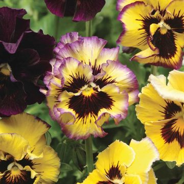 Tarhaorvokki F1 Frizzle Lemonberry