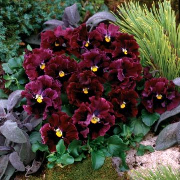 Tarhaorvokki Frizzle F1 Burgundy