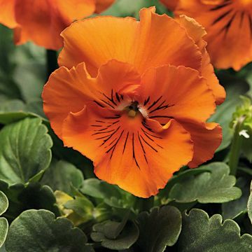 Tarhaorvokki Frizzle F1 Orange