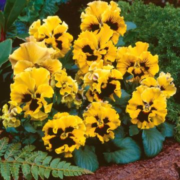 Tarhaorvokki Frizzle F1 Yellow