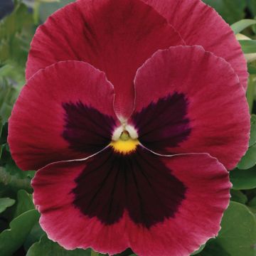 Tarhaorvokki Matrix F1 Rose Blotch