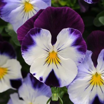 Tarhaorvokki VIOLET WING